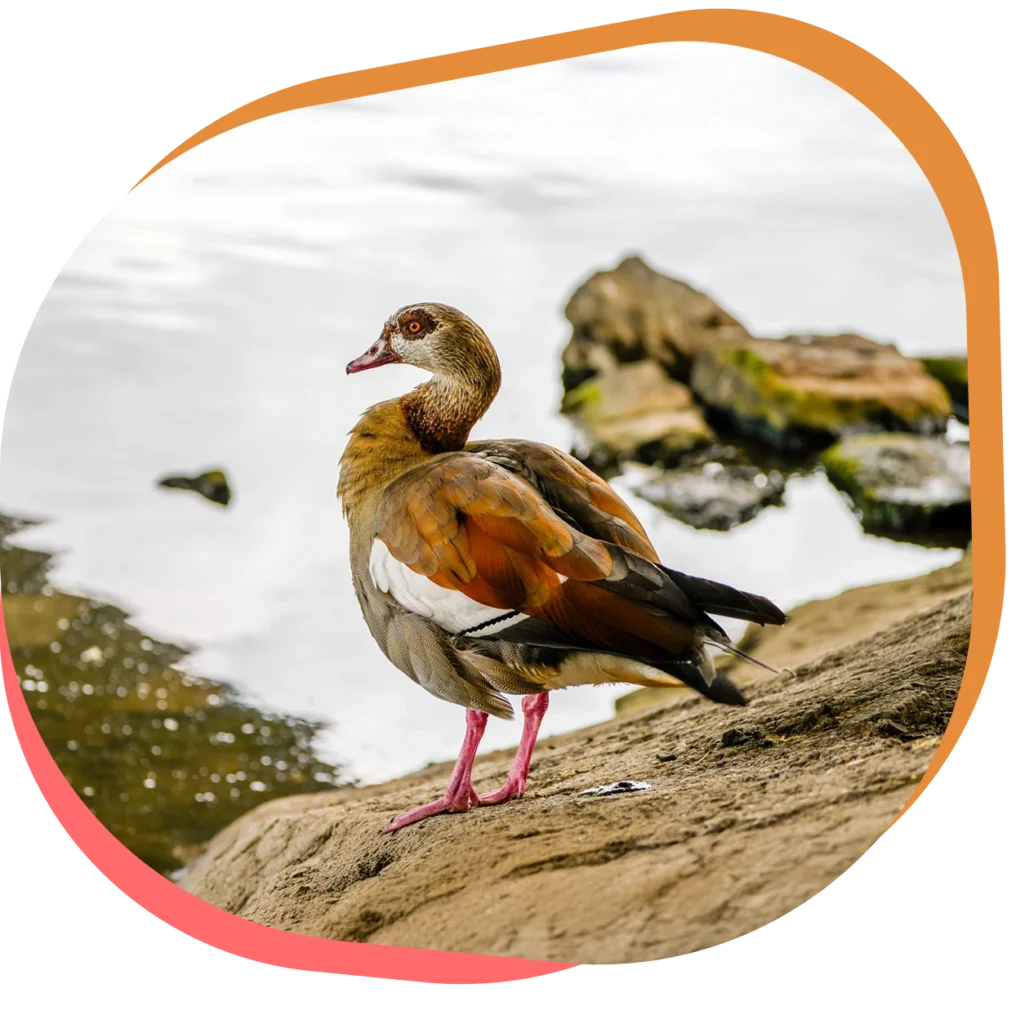Découvrez l’ouette d’Égypte