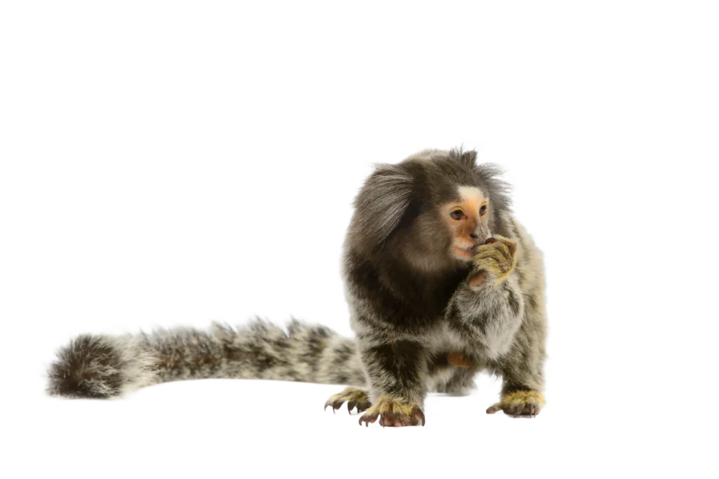 Animal Image