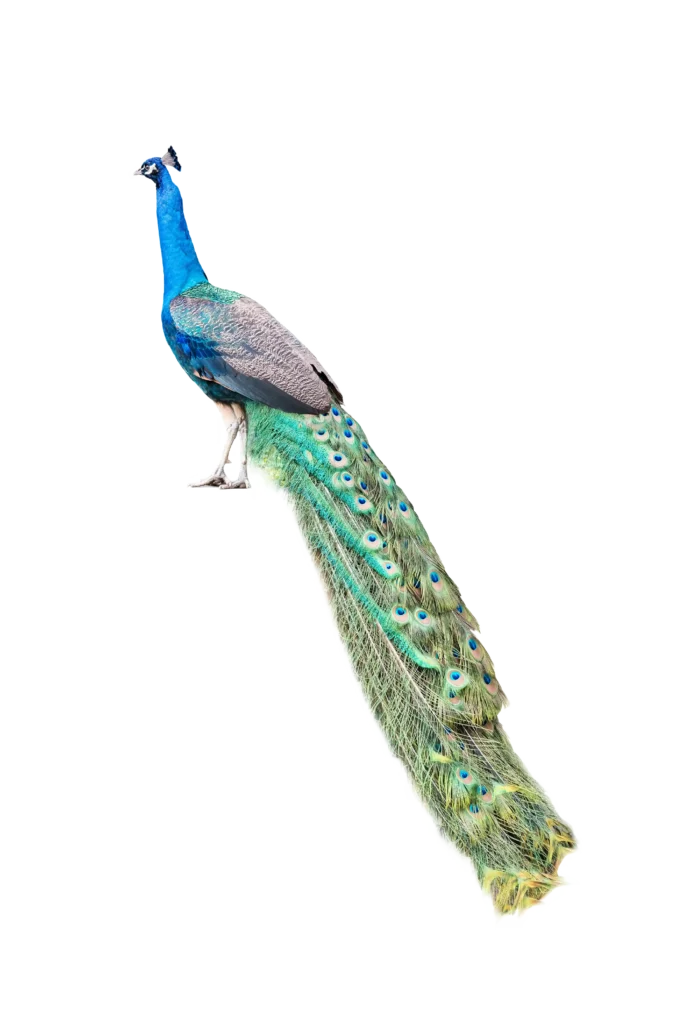Animal Image
