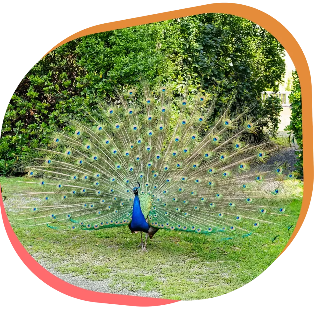 Découvrez le paon bleu