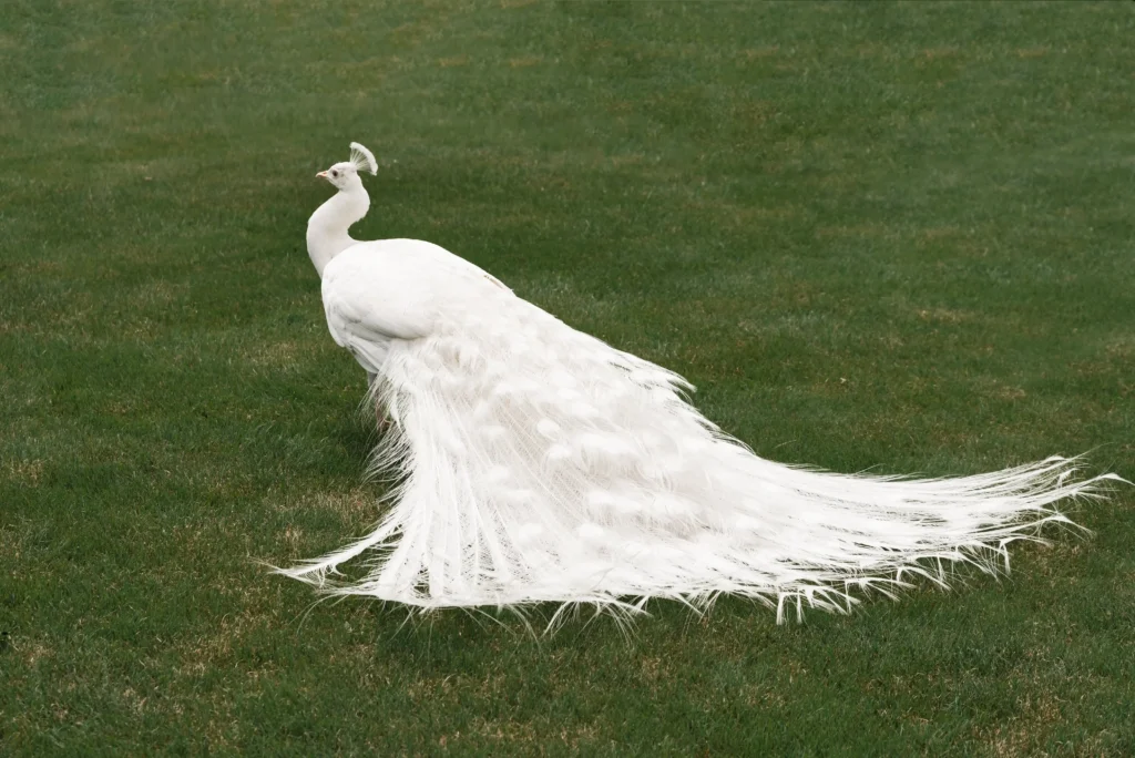 Découvrez le paon blanc
