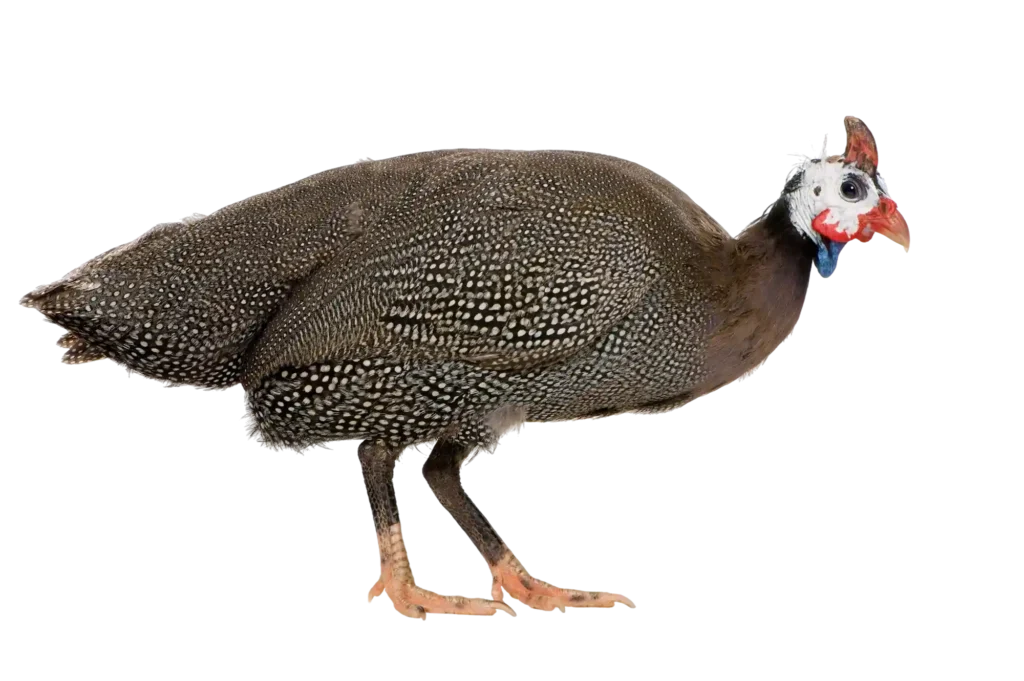 Animal Image