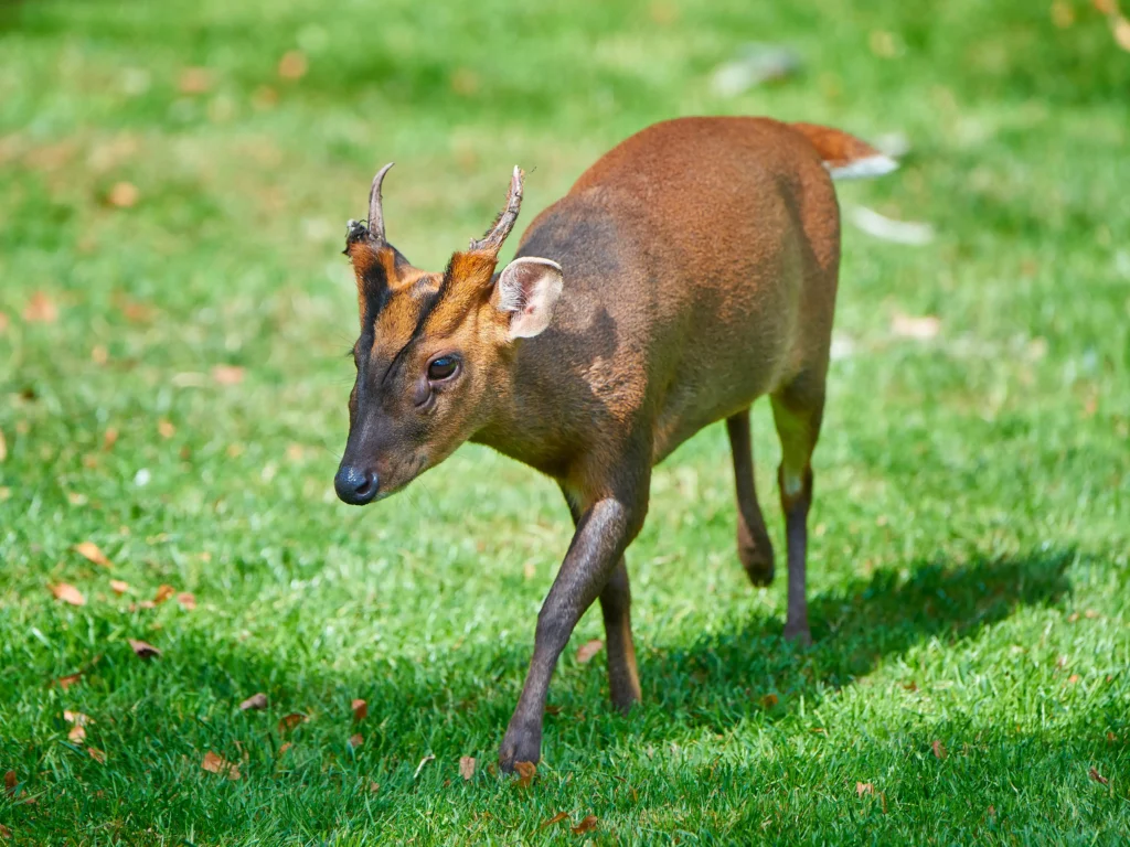 Découvrez le muntjac