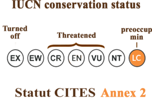 Conservation Status (IUCN Red List)