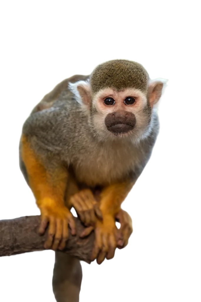 Animal Image