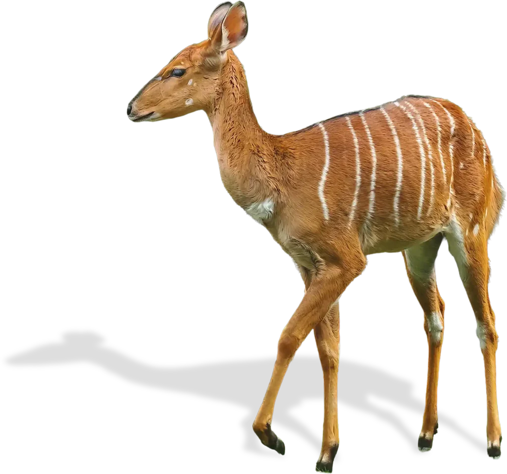Animal Image