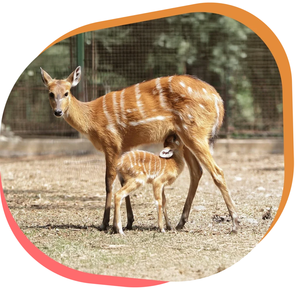 Découvrez le sitatunga