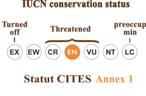 Conservation Status (IUCN Red List)