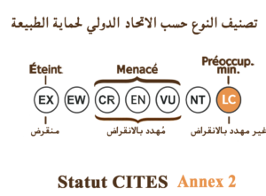 الحالة الراهنة للجنس (IUCN)
