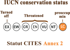 Conservation Status (IUCN Red List)