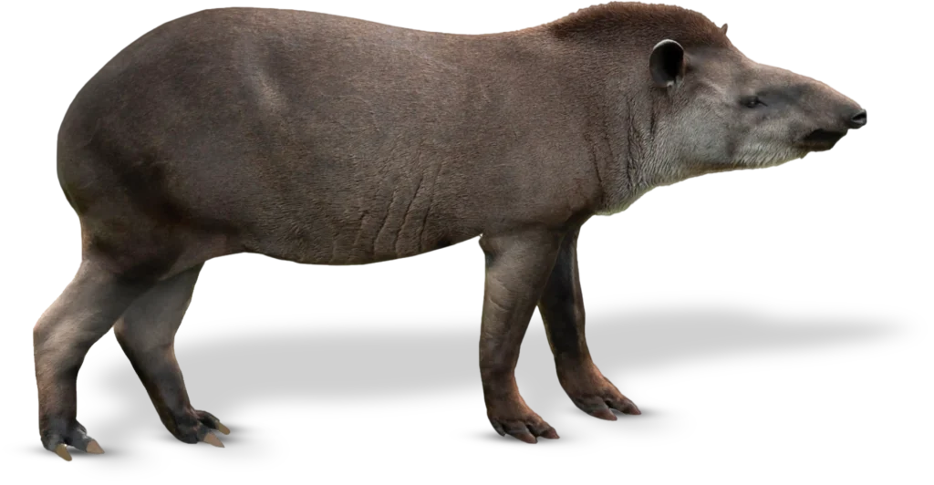 Animal Image