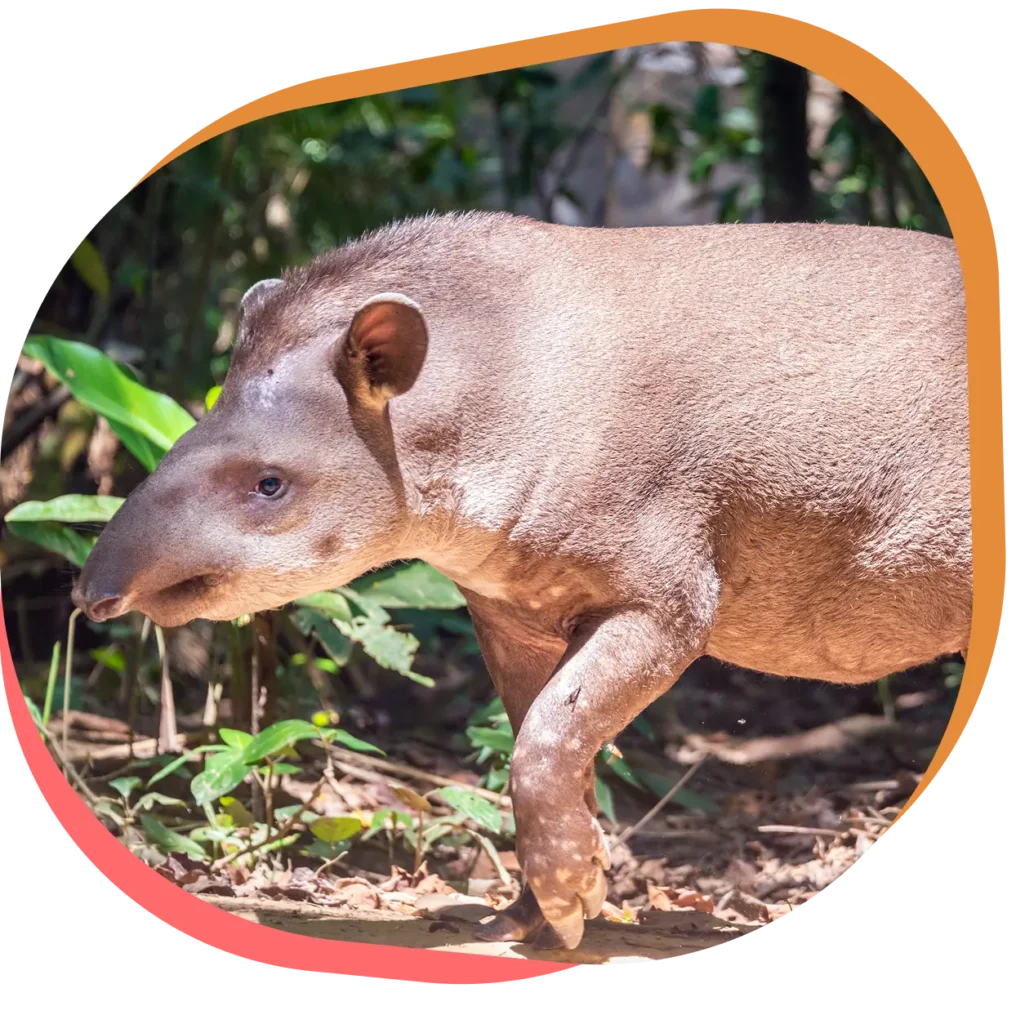 Découvrez le Tapir du brésil