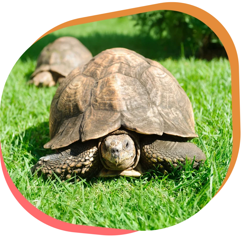 Découvrez la Tortue sillonnée