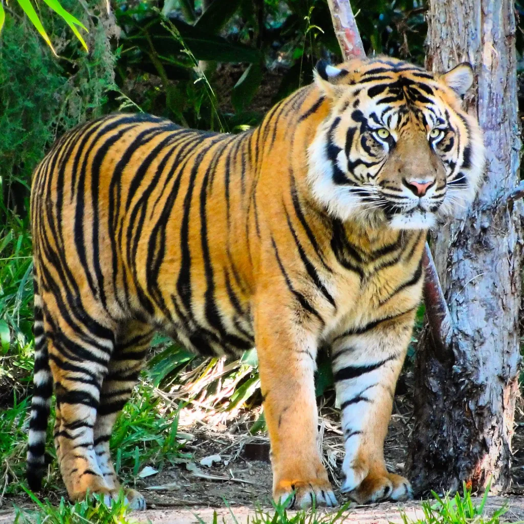 Découvrez le tigre