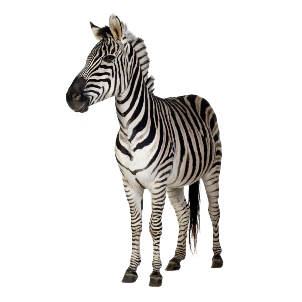 Animal Image